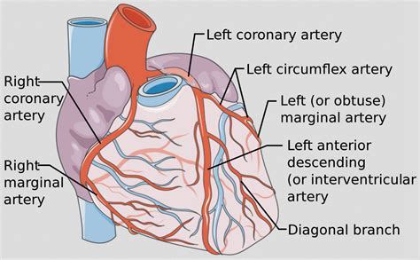 coronary artery distribution box|Vasculature of the Heart .